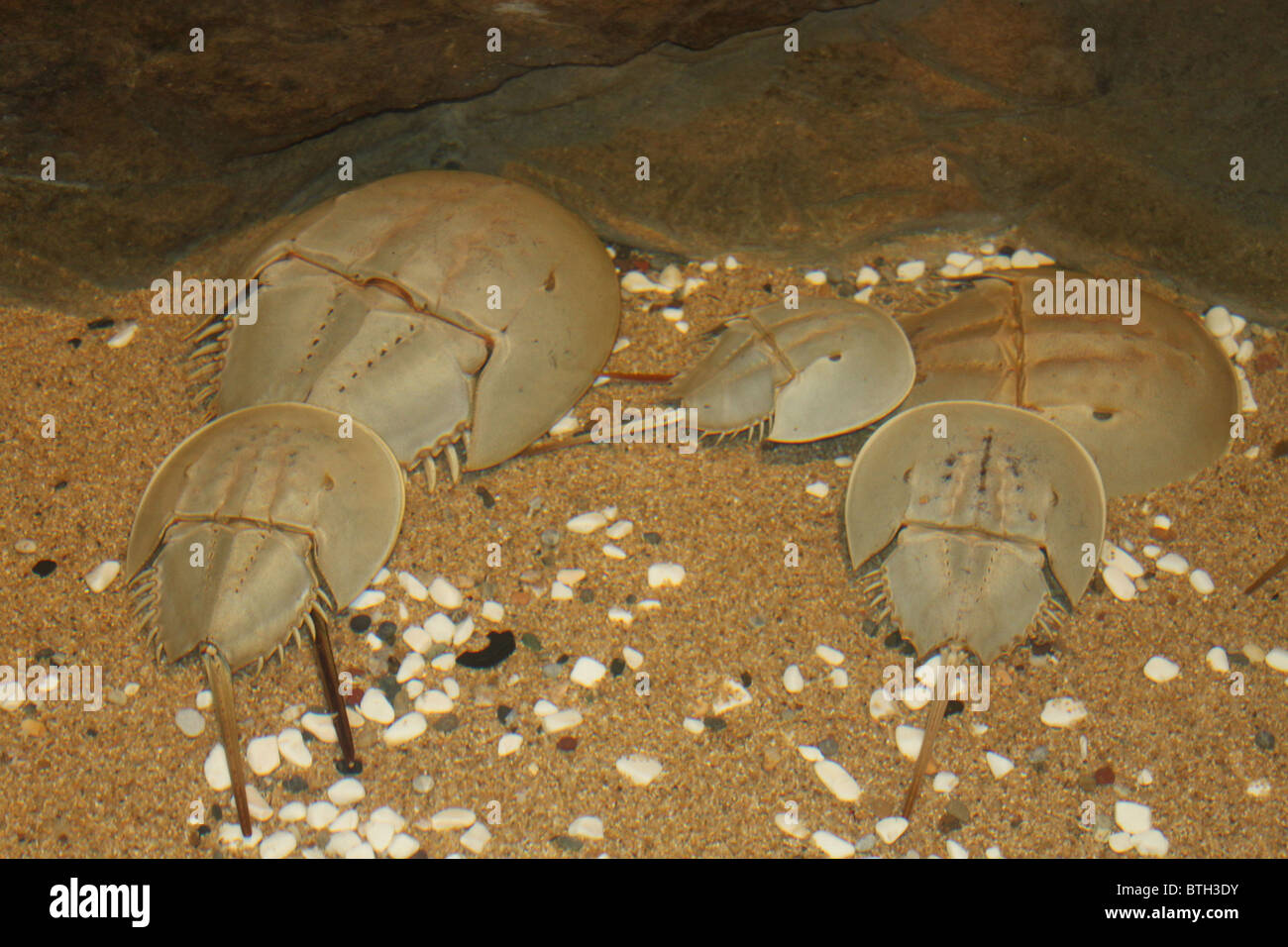 Pfeilschwanzkrebse / Limulus Polyphemus Stockfoto