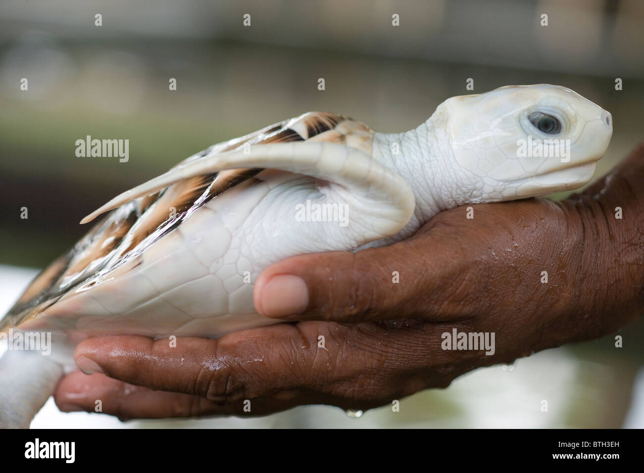 Suppenschildkröte (Chelonia Mydas). "Erythrystic" Tier, mit Übermaß an rot und einige andere Pigmentierung fehlt. Stockfoto