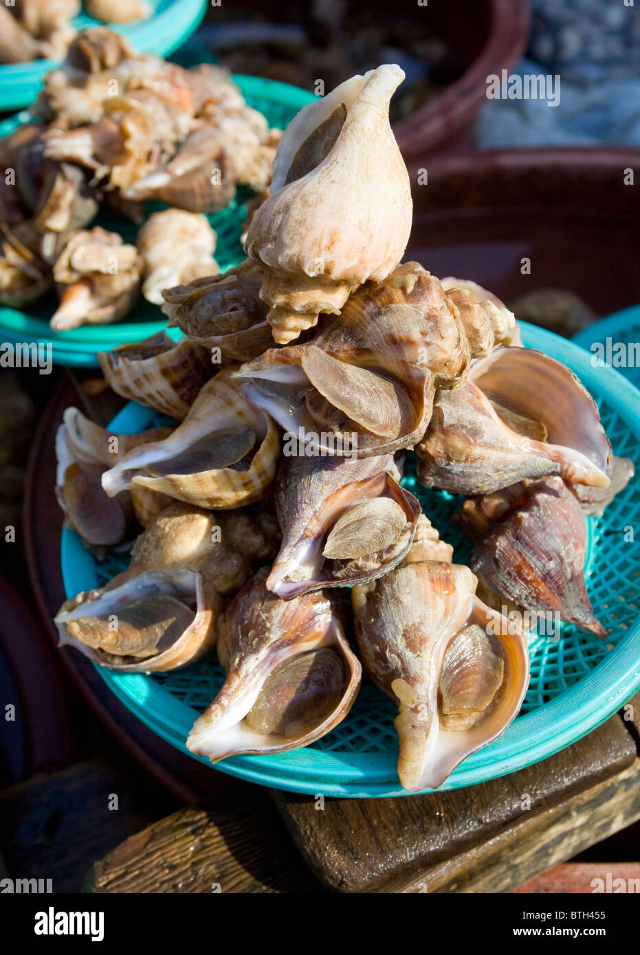 Meeresschnecken oder Wellhornschnecken zum Verkauf an Jagalchi Meeresfrüchte oder Fisch Markt Busan in Südkorea Stockfoto