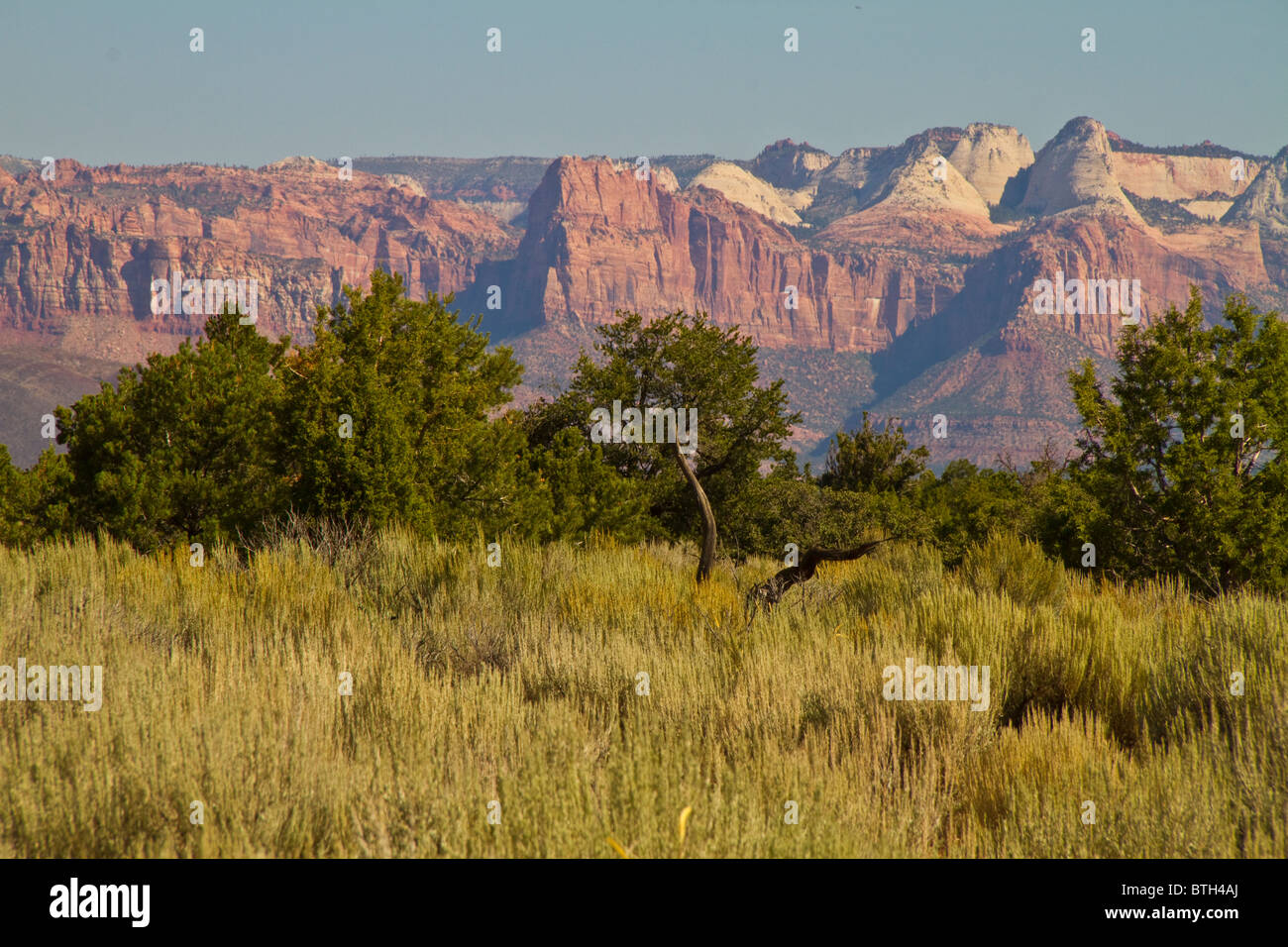 Zions-Nationalpark Klippen von Stachelbeere Mesa betrachtet. Stockfoto