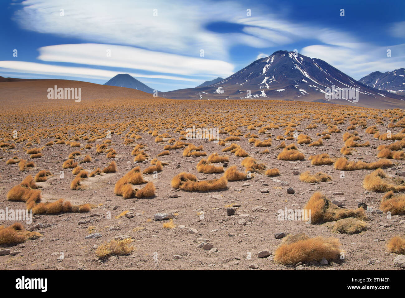 Altiplano Rasen Paja Brava in der Nähe von Vulkan Miscanti, Wüste Atacama, Chile Stockfoto