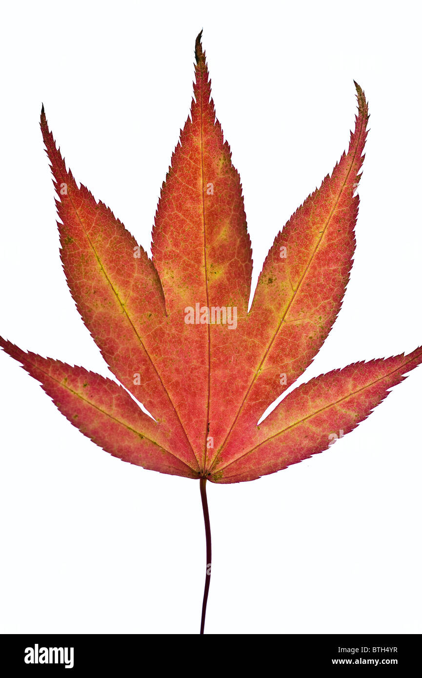 einzelne Acer Blatt zeigt Herbstfarben auf weißem Hintergrund Stockfoto