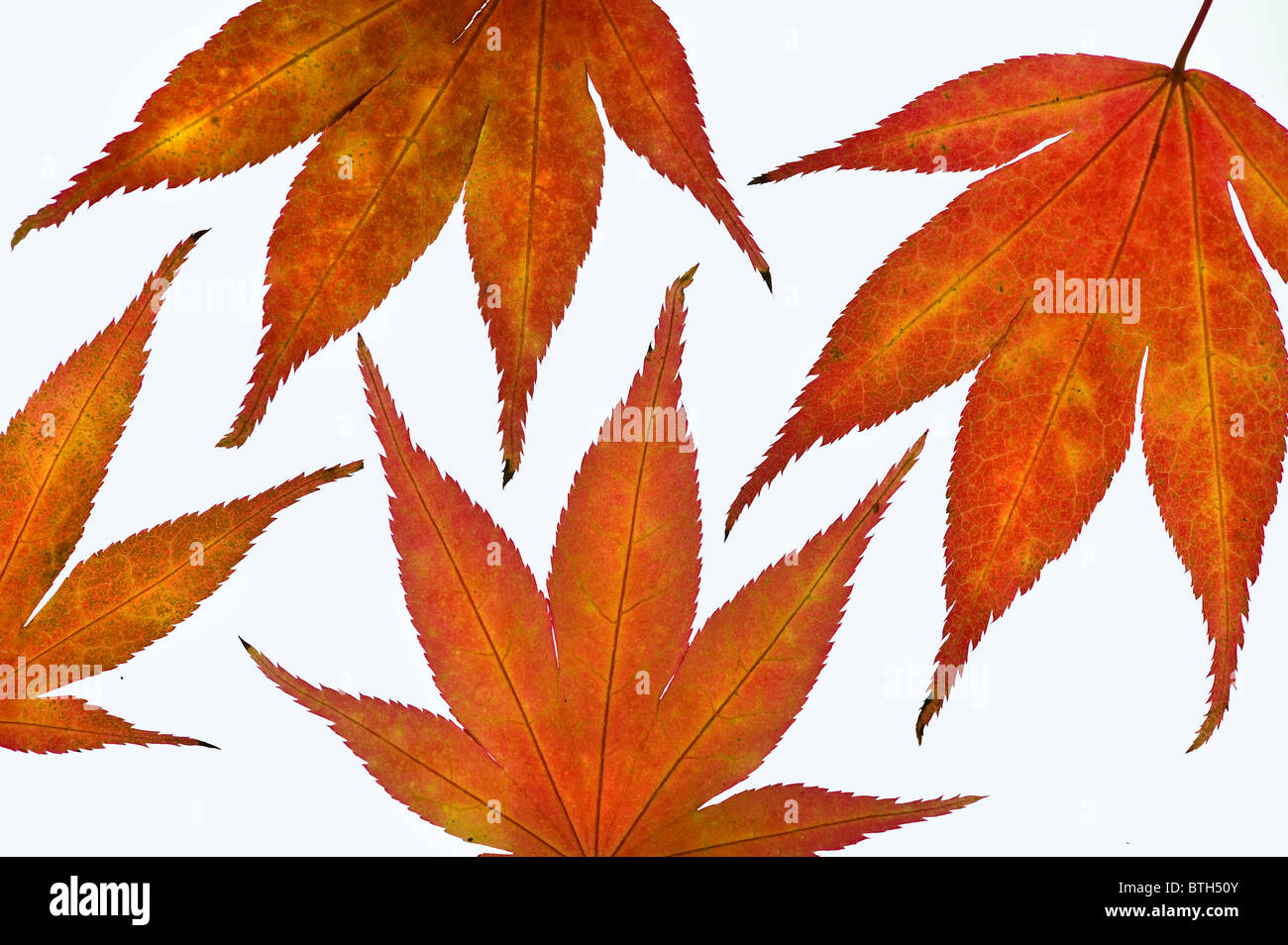 Herbst Acer Blätter angeordnet auf einem weißen Hintergrund Stockfoto