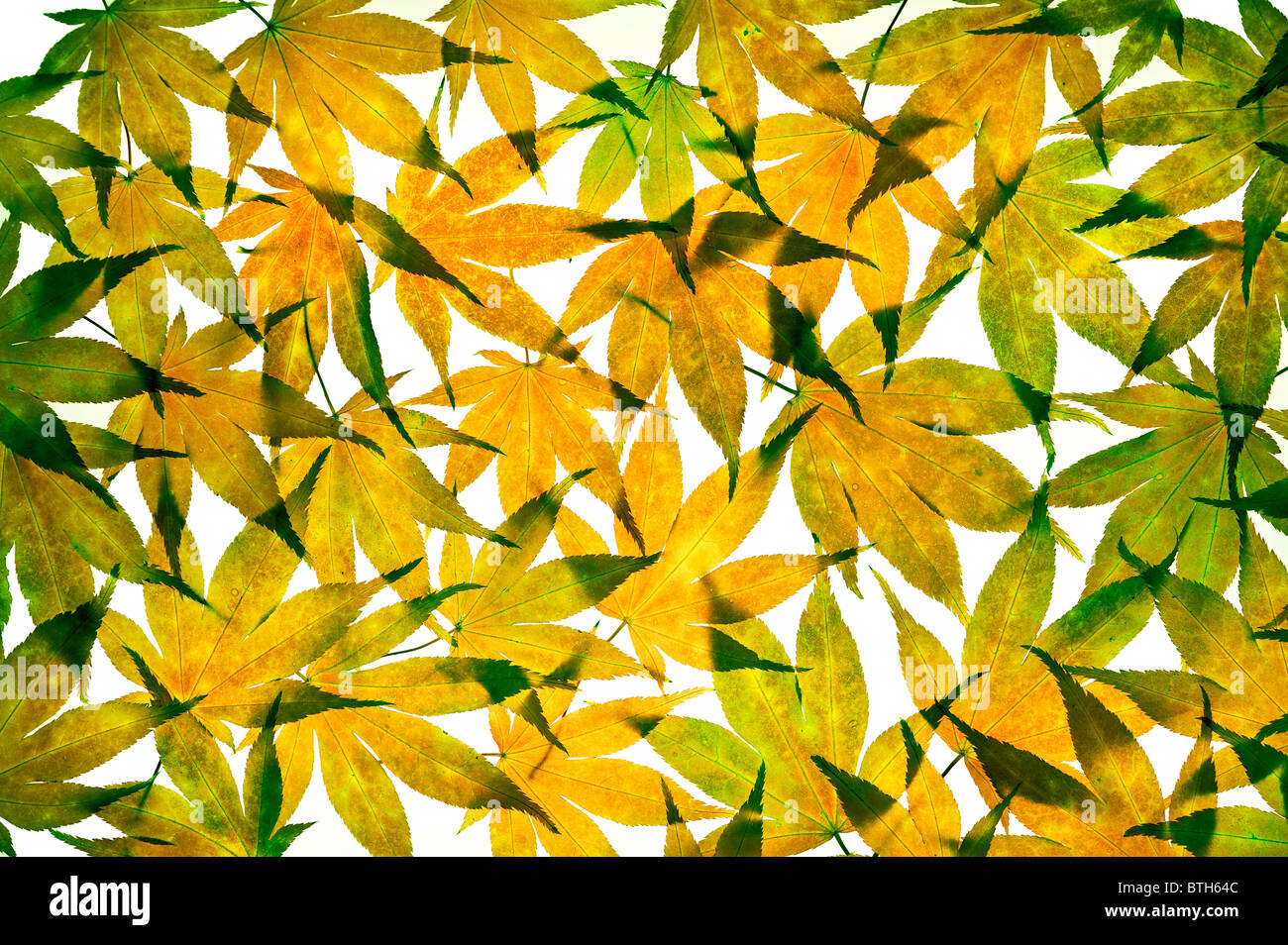 Herbst Acer Blätter angeordnet auf einem weißen Hintergrund Stockfoto