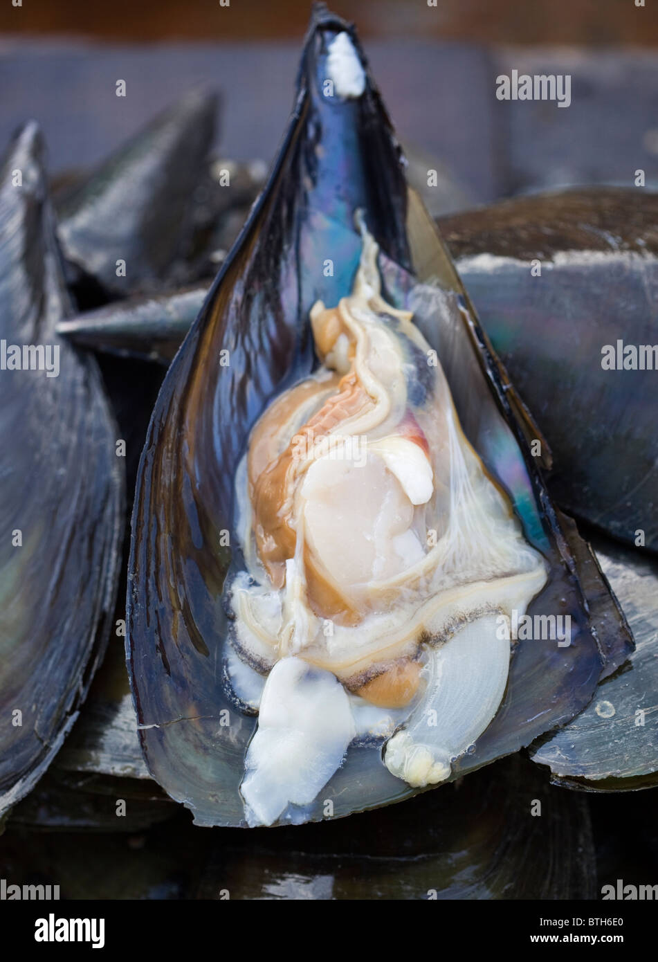Jagalchi Meeresfrüchte oder Fisch Markt Busan in Südkorea Stockfoto