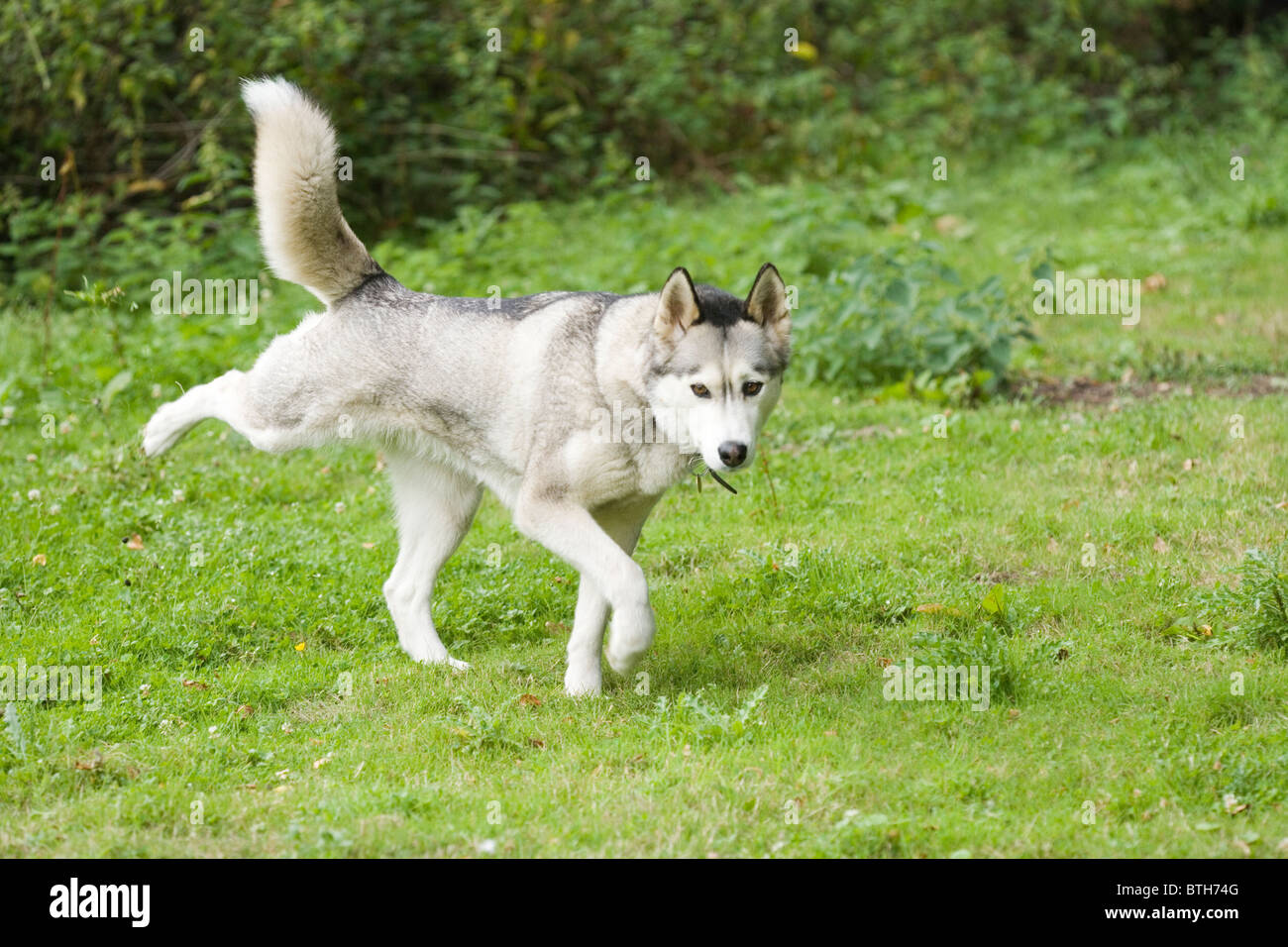 Hund (Canis Lupus Familiaris), Stuhlgang. Bein Aktion sofort nach Akt. Stockfoto