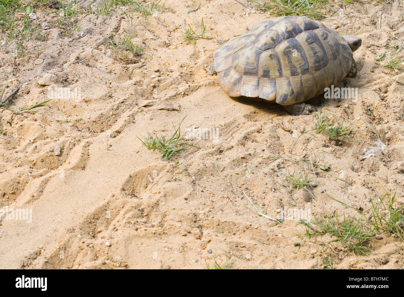 Hermanns Schildkröte (Testudo Hermanni). Schildkröte und Spur hinterließ auf Sand, mit Plastron und Fuß Drucke deutlich sichtbar. Stockfoto