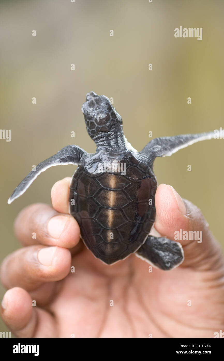 Suppenschildkröte (Chelonia Mydas). Jungtier in einer Hand gehalten, bereit für die Veröffentlichung hinunter zum Meer. Stockfoto