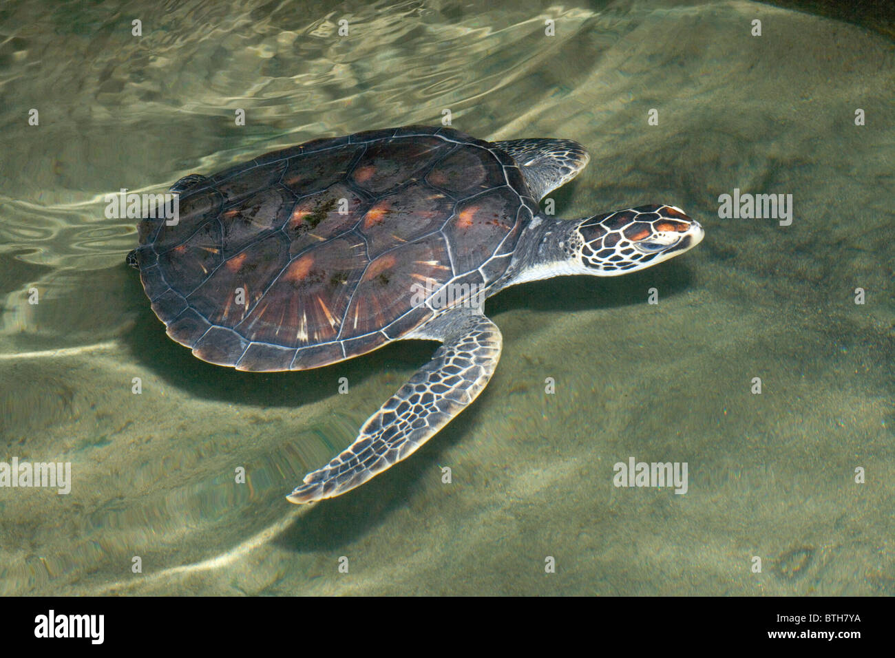 Suppenschildkröte (Chelonia Mydas). Dorsale Ansicht des Carapax. Stockfoto