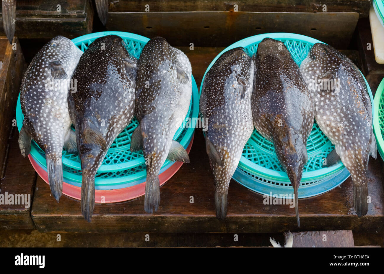 Jagalchi Meeresfrüchte oder Fisch Markt Busan in Südkorea Stockfoto