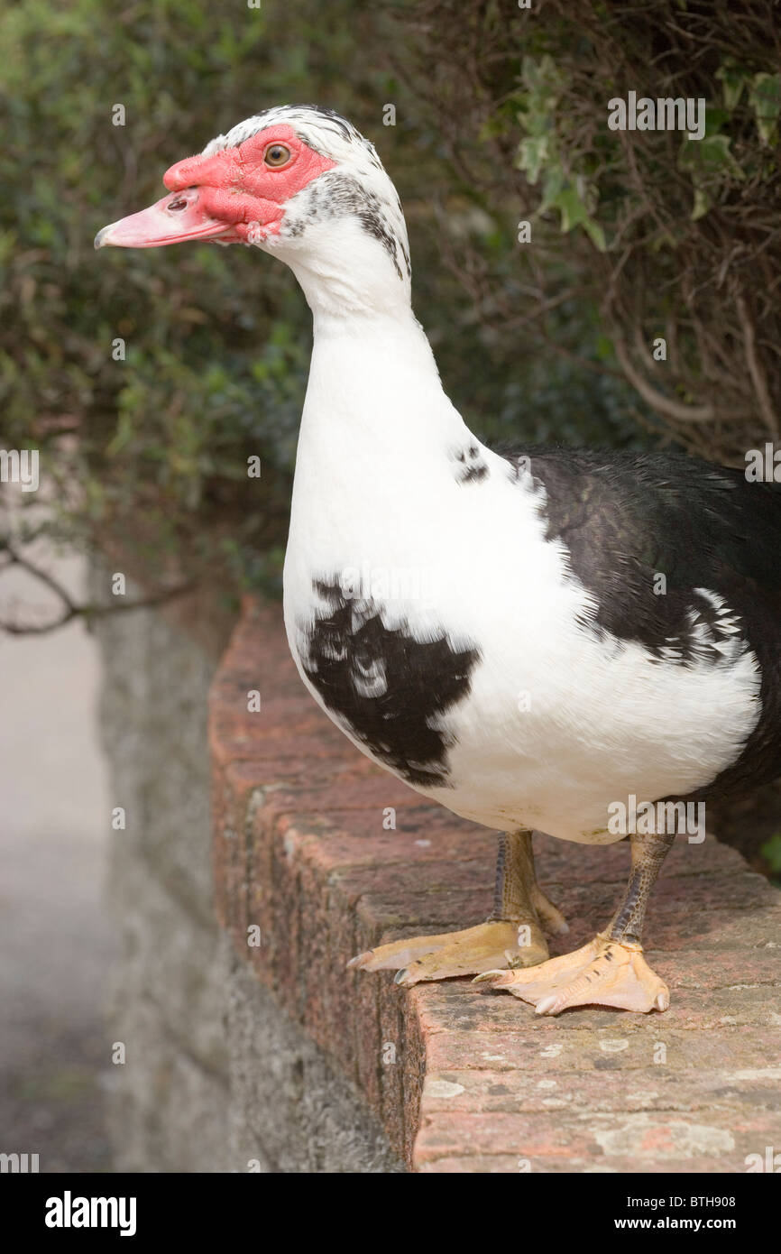 Barbarie-Ente (Cairini Moschata). Inländischen Form. Weiblich. Stockfoto