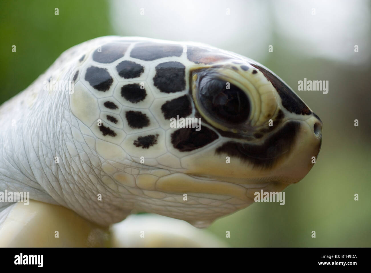 Suppenschildkröte (Chelonia Mydas). Kopf; Porträt von unreifen Tier. Stockfoto