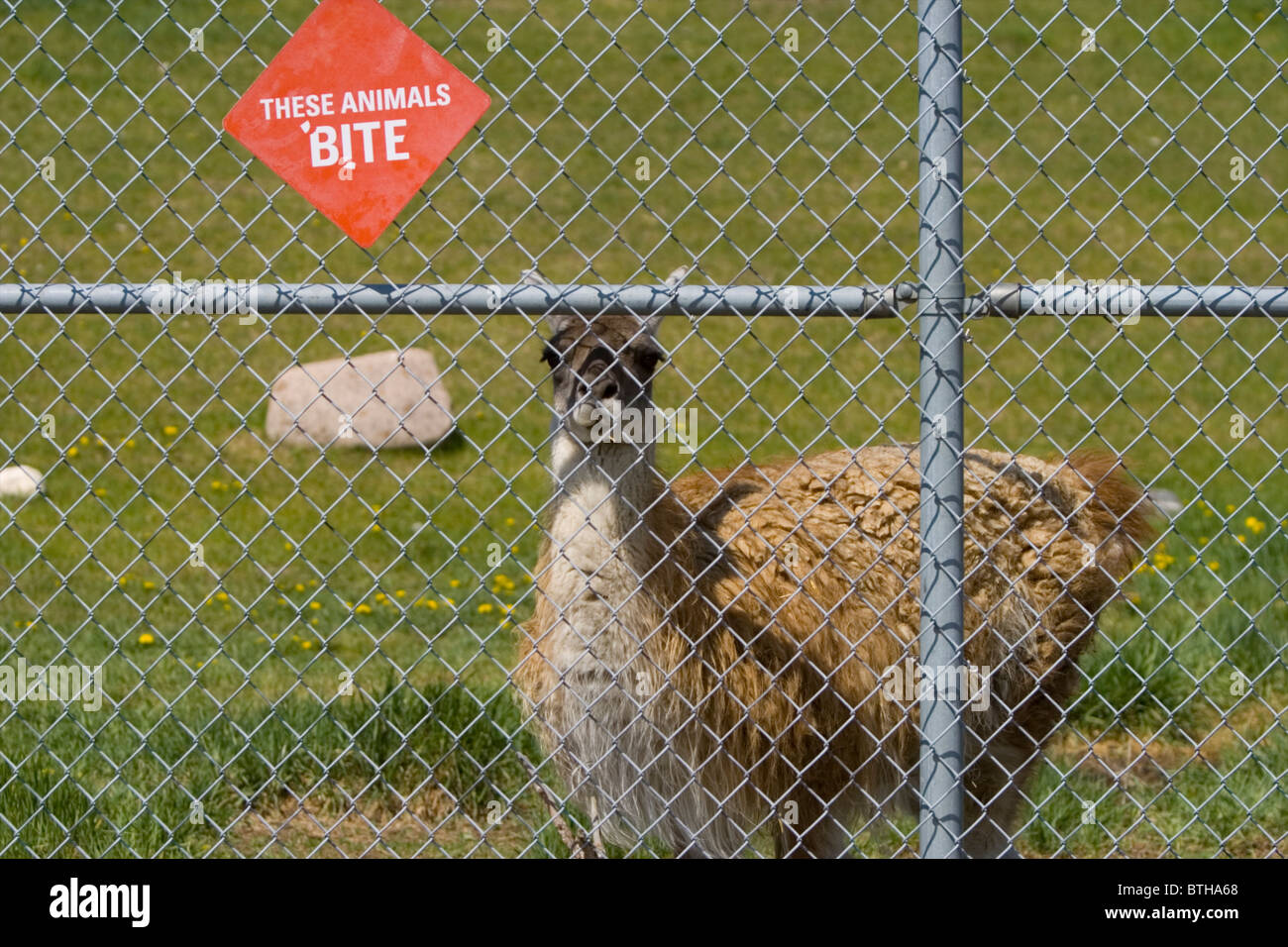 Ein Bild von einem Lama hinter einem Zaun Stockfoto