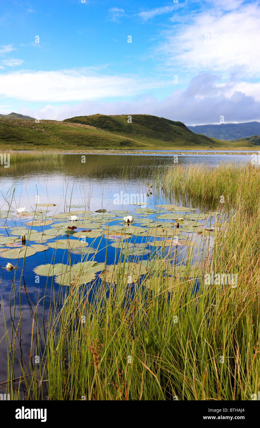 Seerosen auf man ein Chlaginn, ein kleines Loch auf der Craignish Halbinsel, Argyll, Schottland. Sommer Stockfoto
