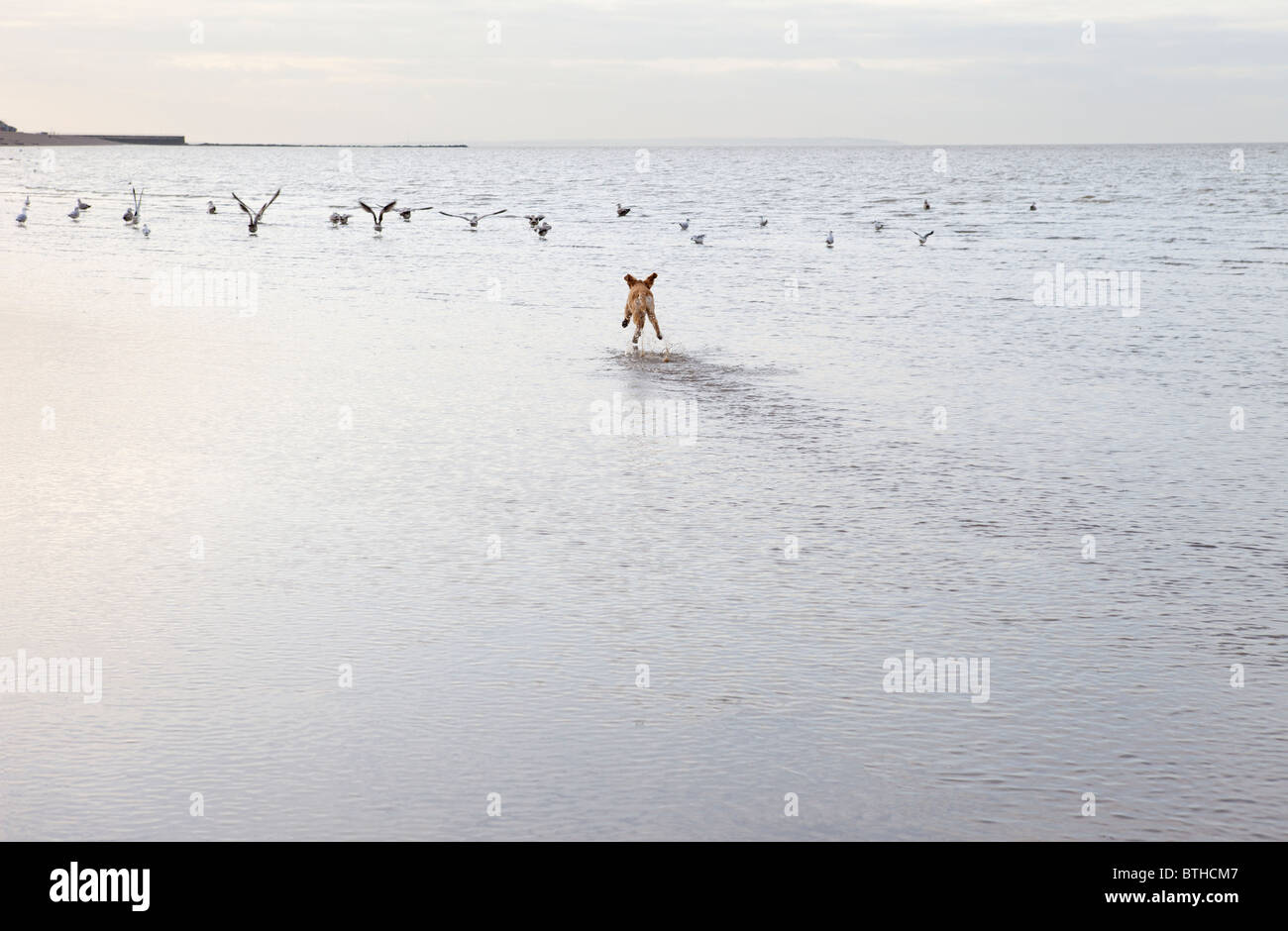 Mischling Hund jagt Birs in Herne Bat, Kent Stockfoto