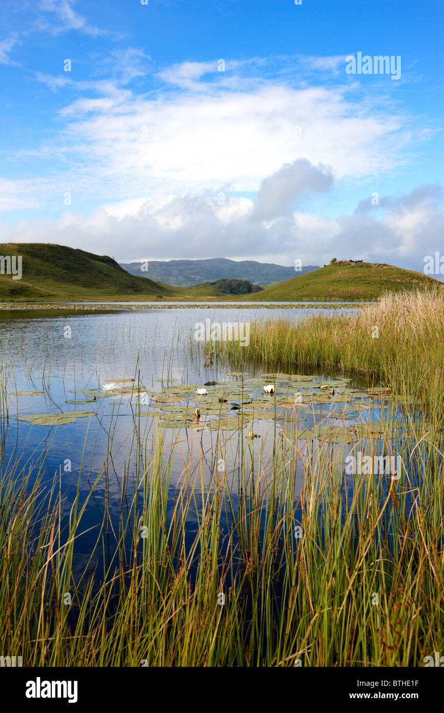 Seerosen auf man ein Chlaginn, ein kleines Loch auf der Craignish Halbinsel, Argyll, Schottland. Sommer Stockfoto