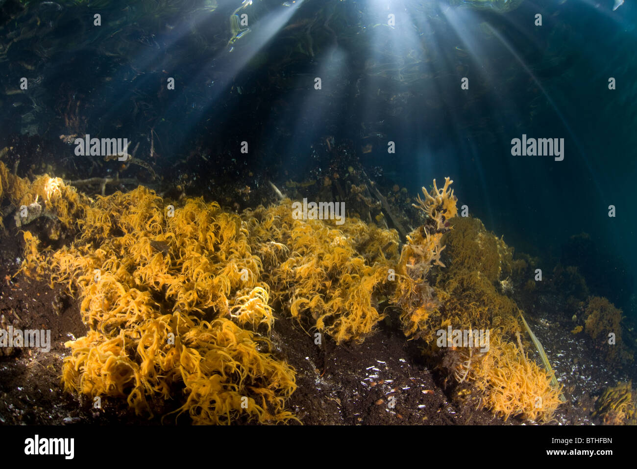 Feine, gelbe Seil Schwämme gedeihen entlang der Kante der Jellyfish Lake. Palau, Mikronesien, Pazifik. Stockfoto