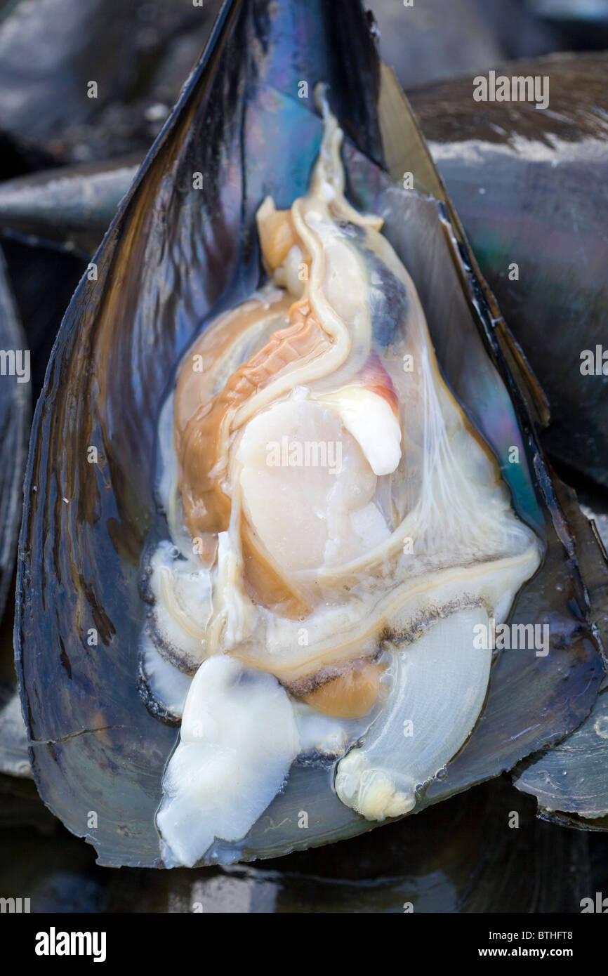 Riesige Muschel Jagalchi Meeresfrüchte oder Fisch Markt Busan in Südkorea Stockfoto