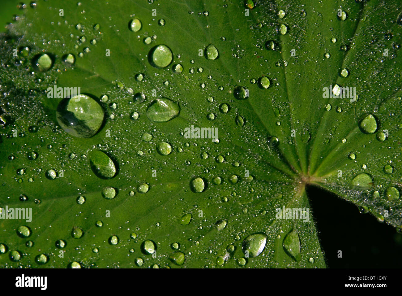 Nach einem Regen Stockfoto