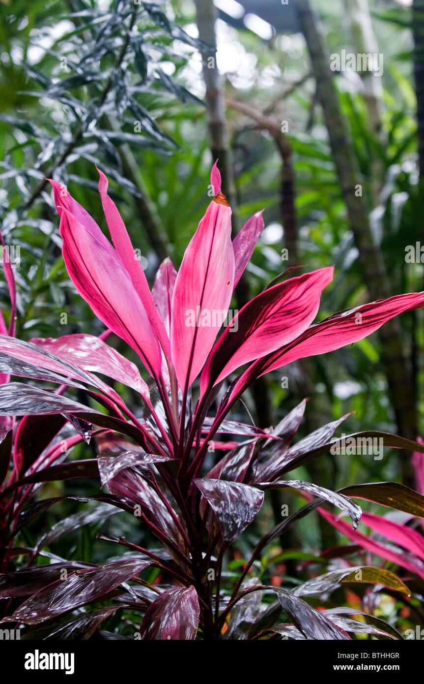 Eine Palm-Lilie.  Cordyline Fruticosa. Stockfoto