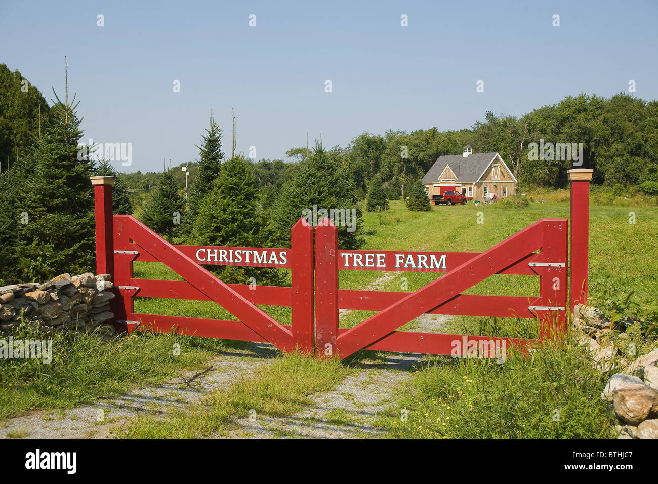 Christmas Tree Farm Little Compton, Rhode Island Stockfoto