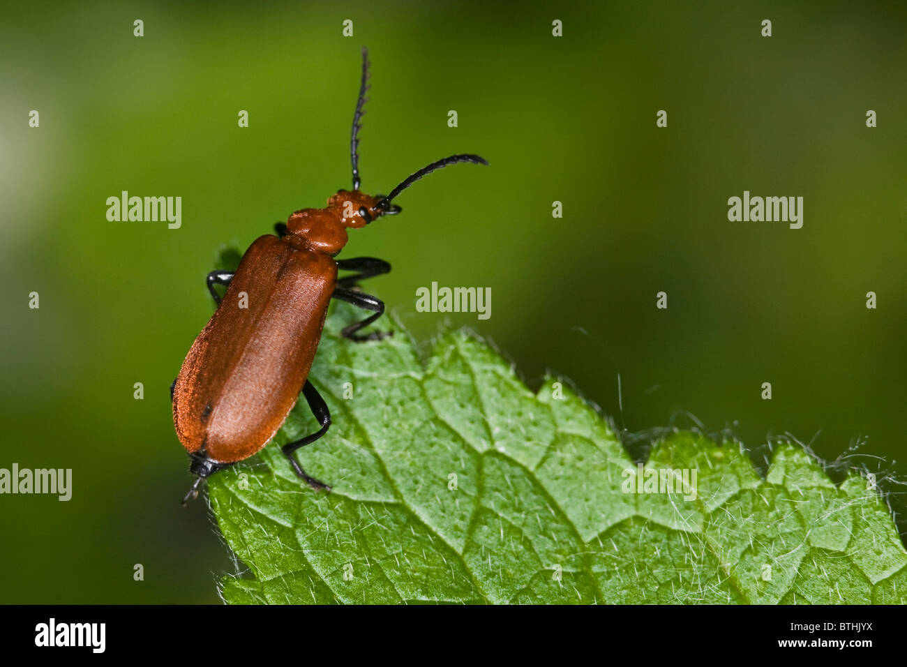 Rothaarige Kardinal Käfer (Pyrochroa Serraticornis) Stockfoto