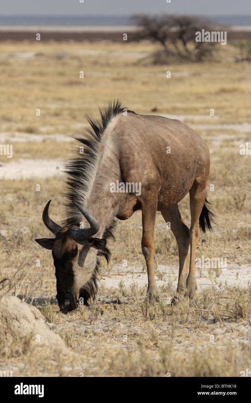 Gnus (Connochaetes Taurinus) in den Etosha Nationalpark, Namibia Stockfoto