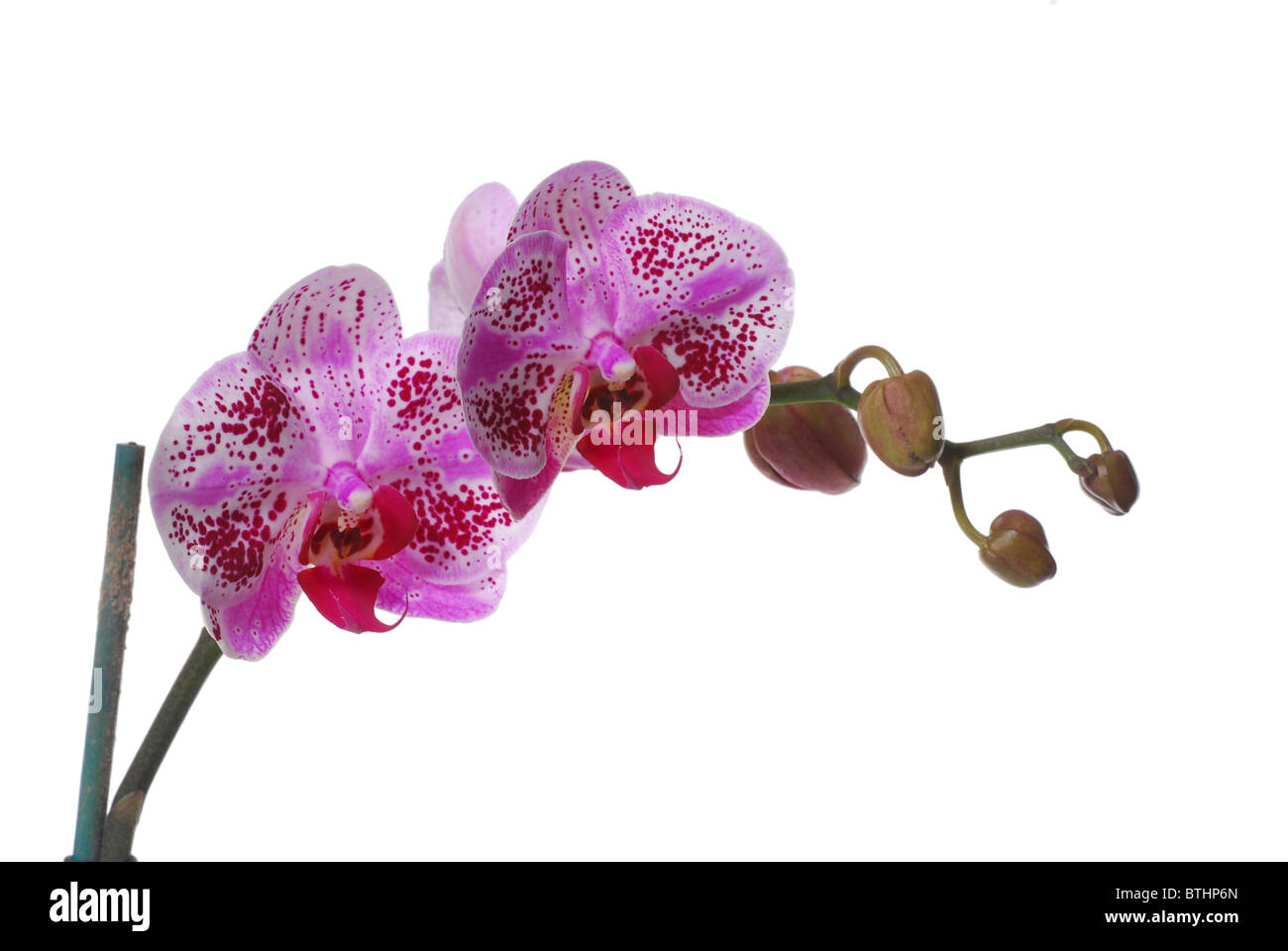 Lila Orchidee Phaleanopsis auf weißem Hintergrund Stockfoto