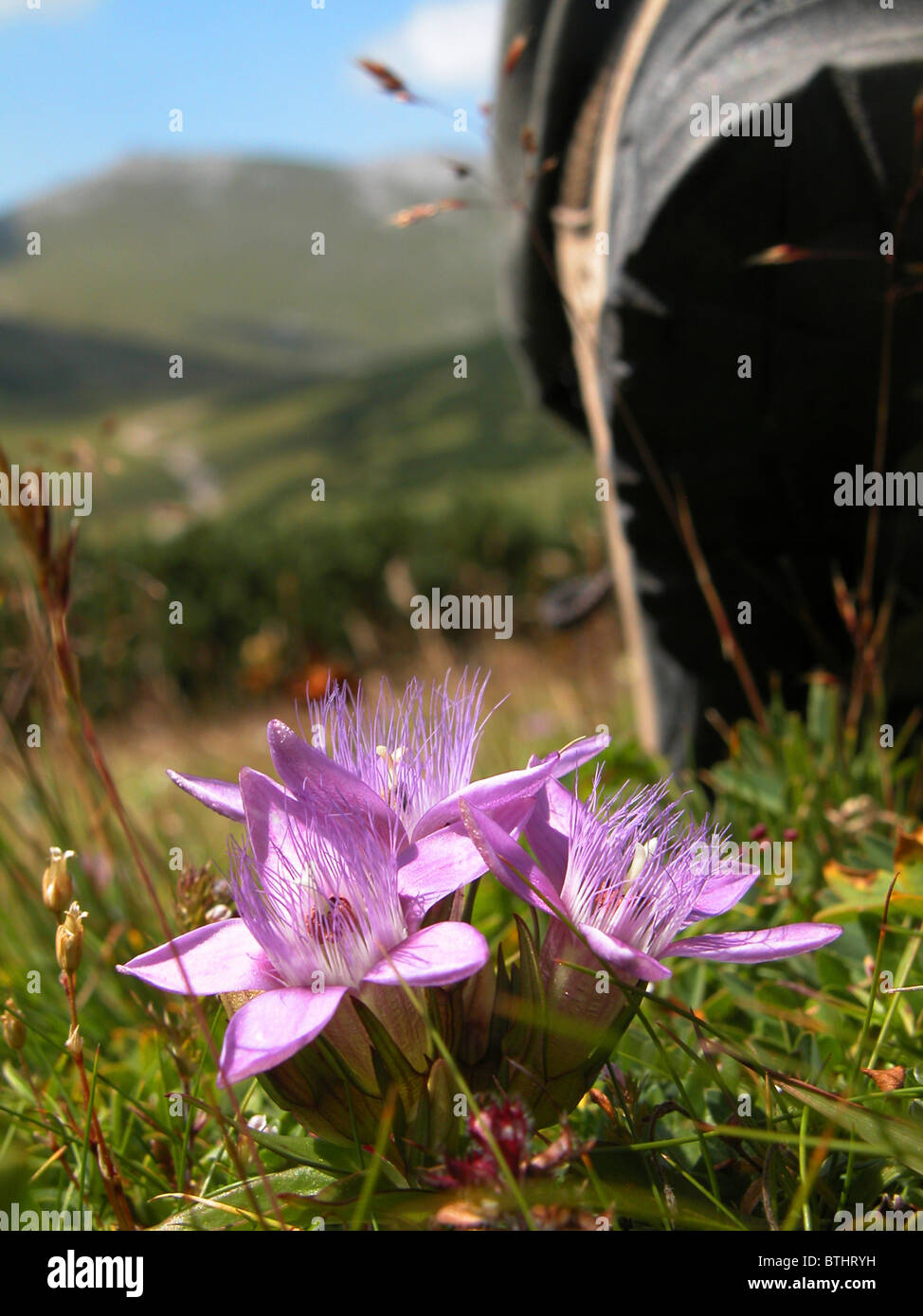 Deutscher Enzian Stockfoto