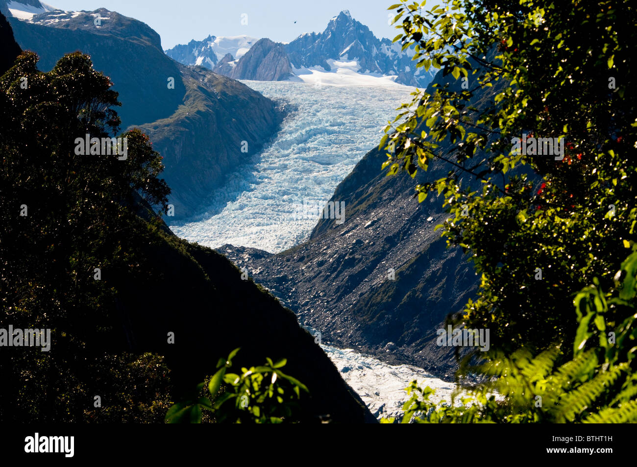 Fox Glacier, Pohutukawa, Rata Bäume, Südalpen, Südinsel Neuseeland Stockfoto