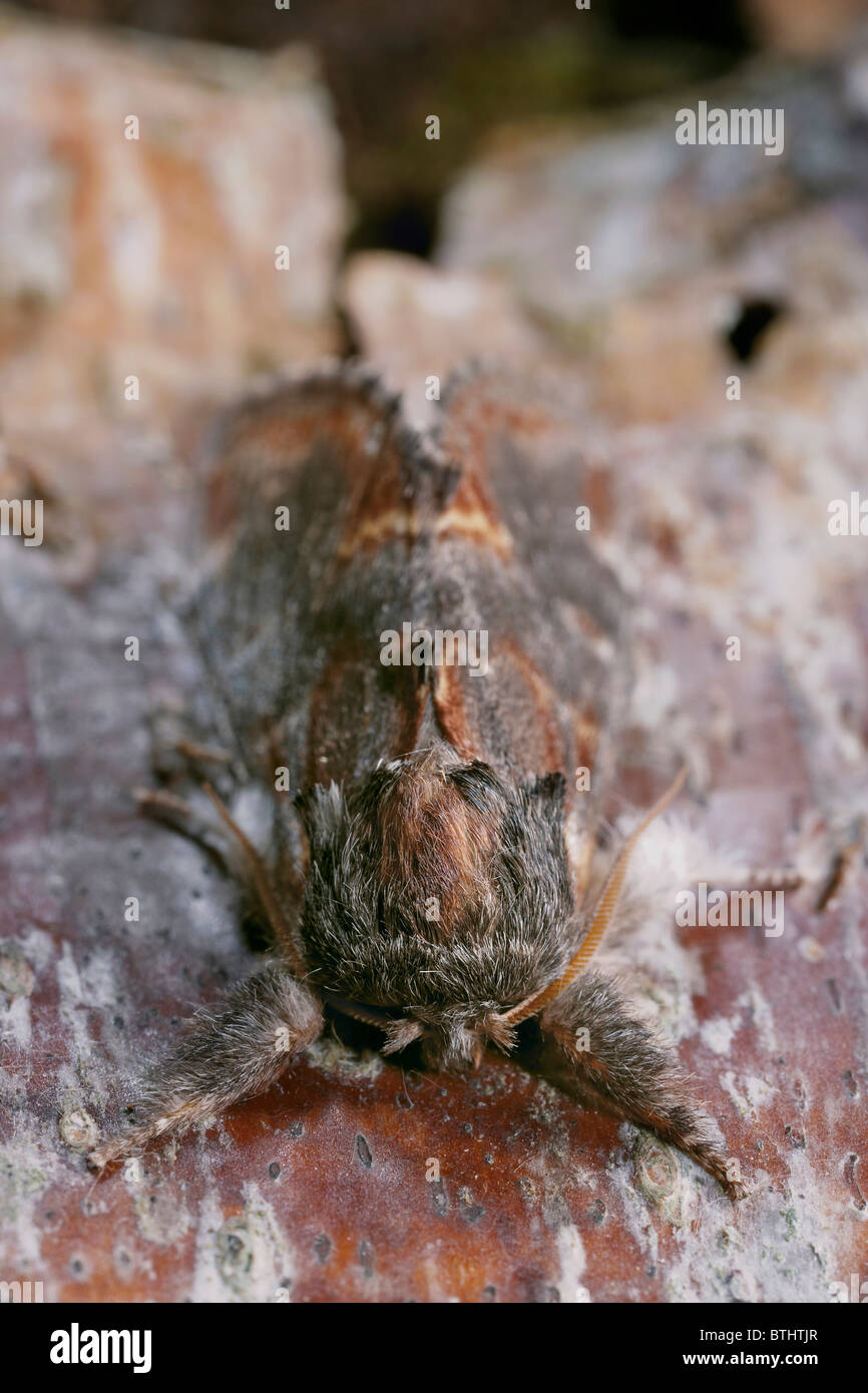 Eisen prominente Motte, Notodonta dromedarius Stockfoto