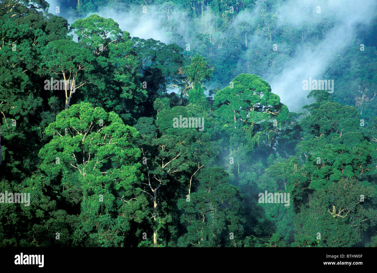 Regenwald, Danum Valley Borneo Malaysia Stockfoto