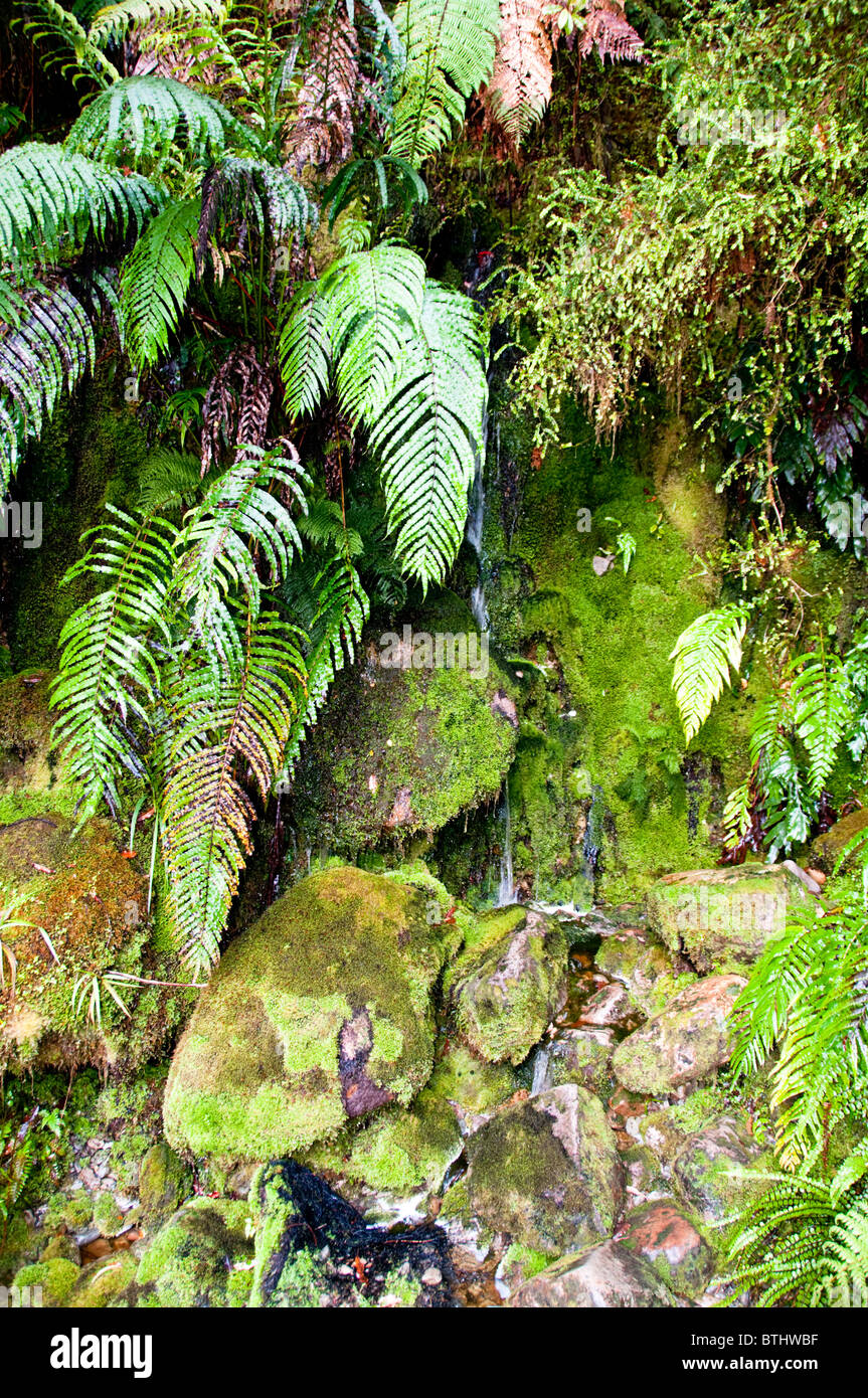 Lake Matheson, Mount Tasman, Mount Cook, in der Nähe von Franz Josef, Westland-Nationalpark, Südinsel, Neuseeland Stockfoto