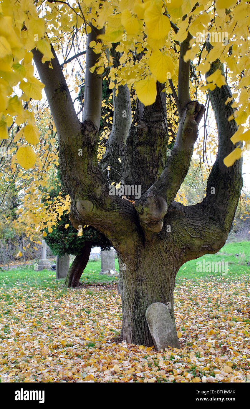 Linde im Herbst, London Straße Friedhof, Coventry, UK Stockfoto