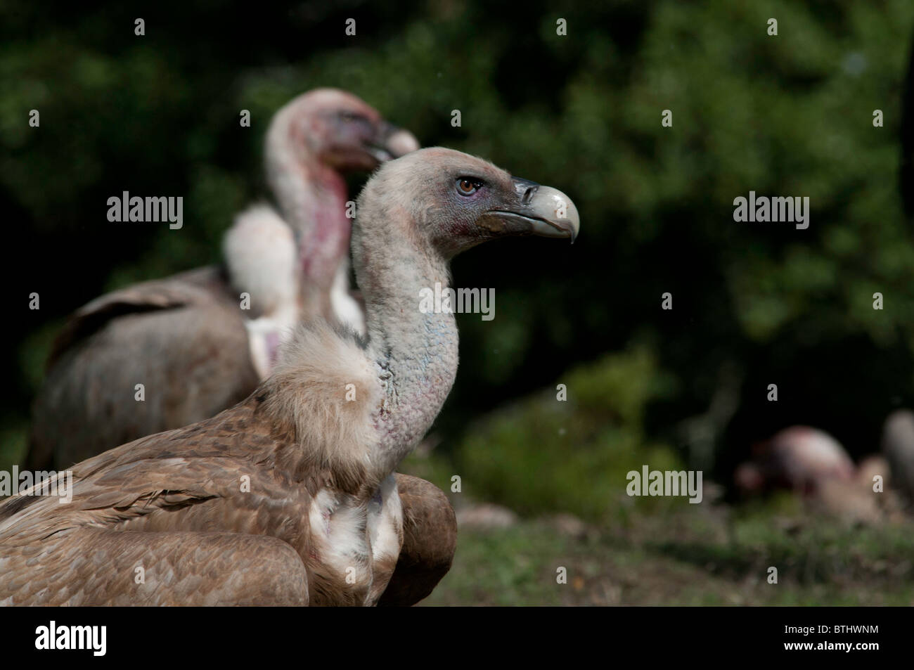 Buitre Tras la comilona Stockfoto