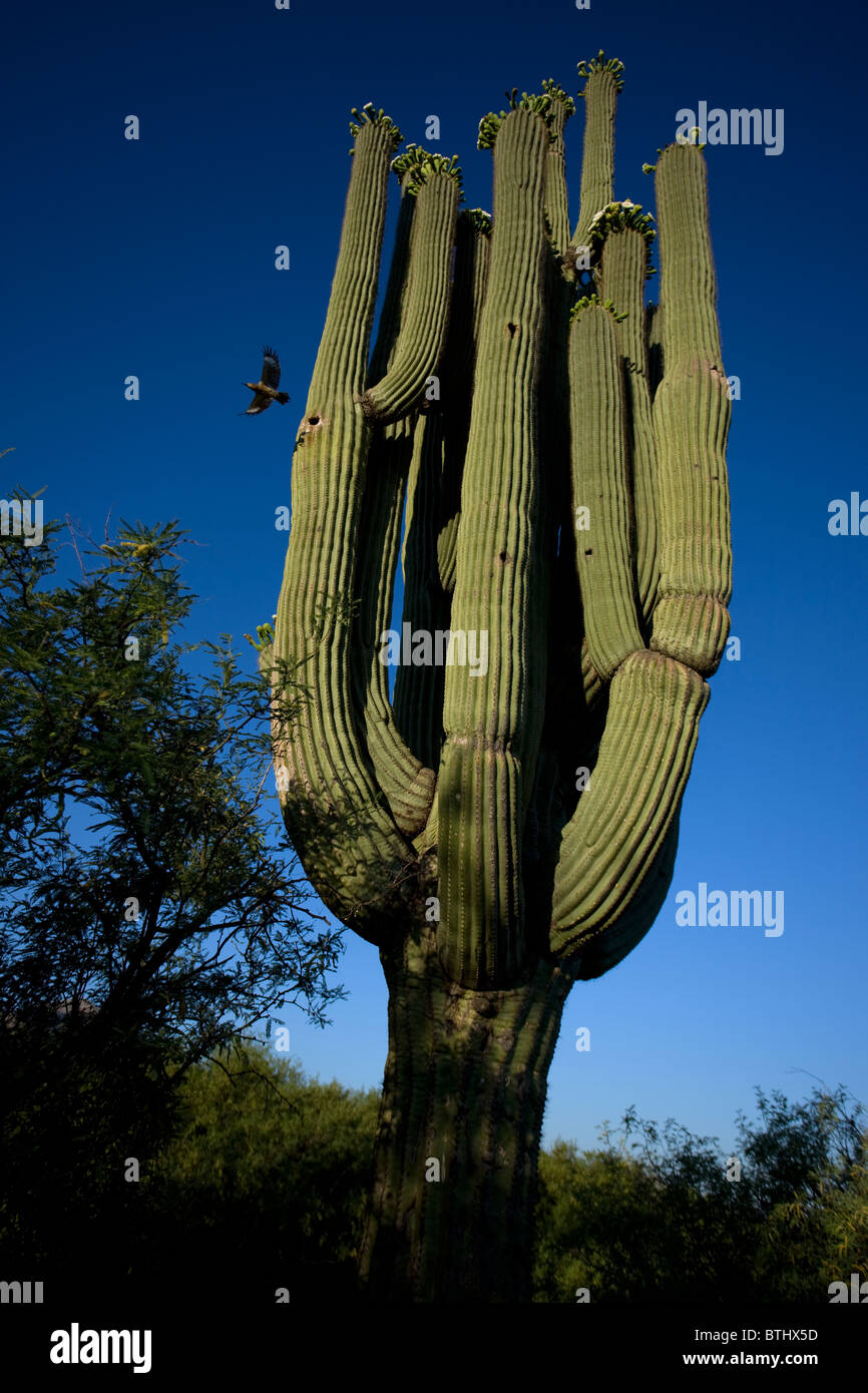 Saguaro-Kakteen (Carnegiea Gigantea) in felsigen und hügelige Landschaft Einstellung - Sonora-Wüste von Arizona Stockfoto