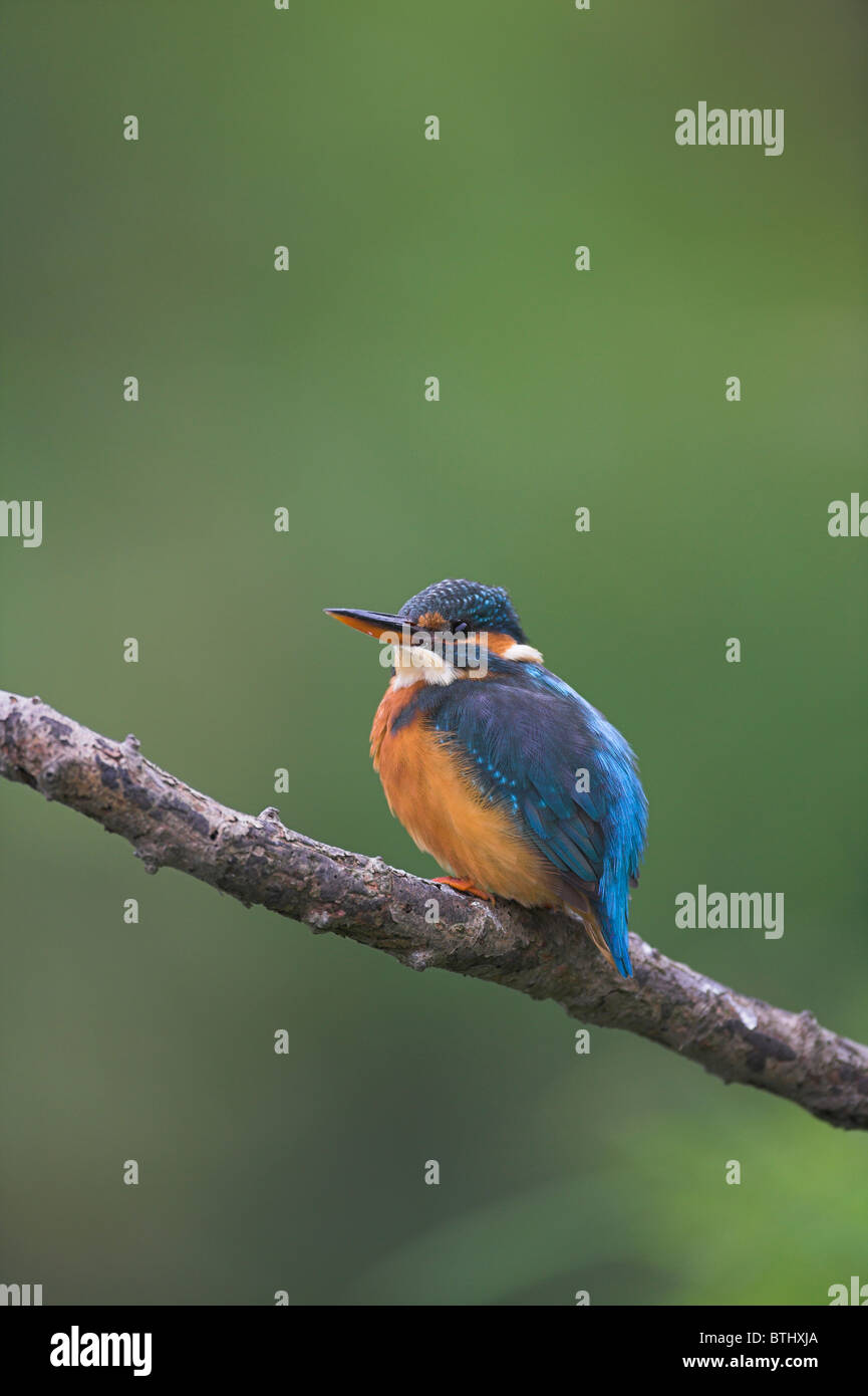 Gemeinsamen Kingfisher Alcedo Atthis thront auf Zweig mit unscharfen Hintergrund am Fluß Banwell, Somerset im September. Stockfoto