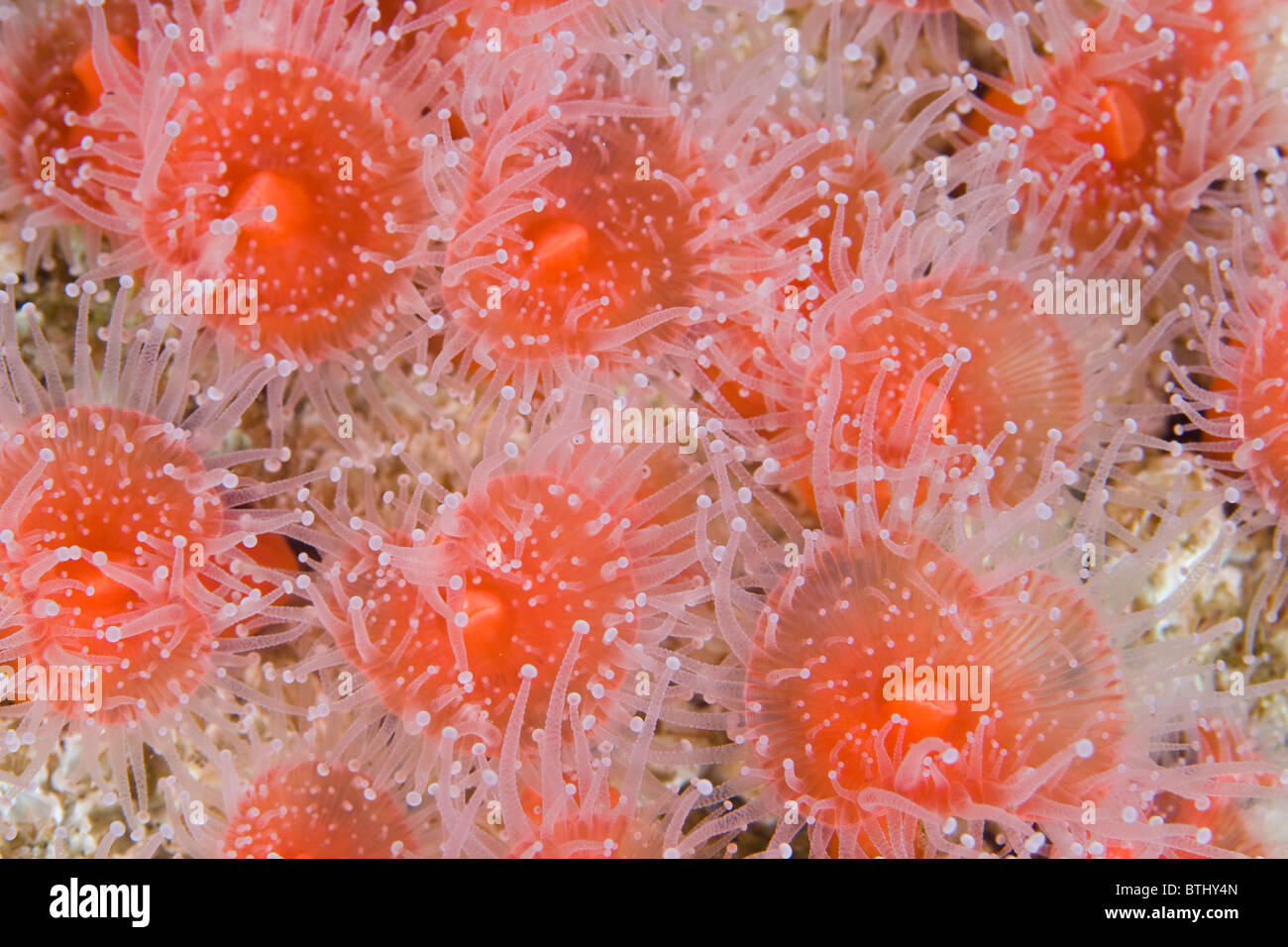 Eine Kolonie von Corallimorphs, Corynactis Californica, wächst auf Felsen in den gemäßigten Gewässern vor Kalifornien. Stockfoto
