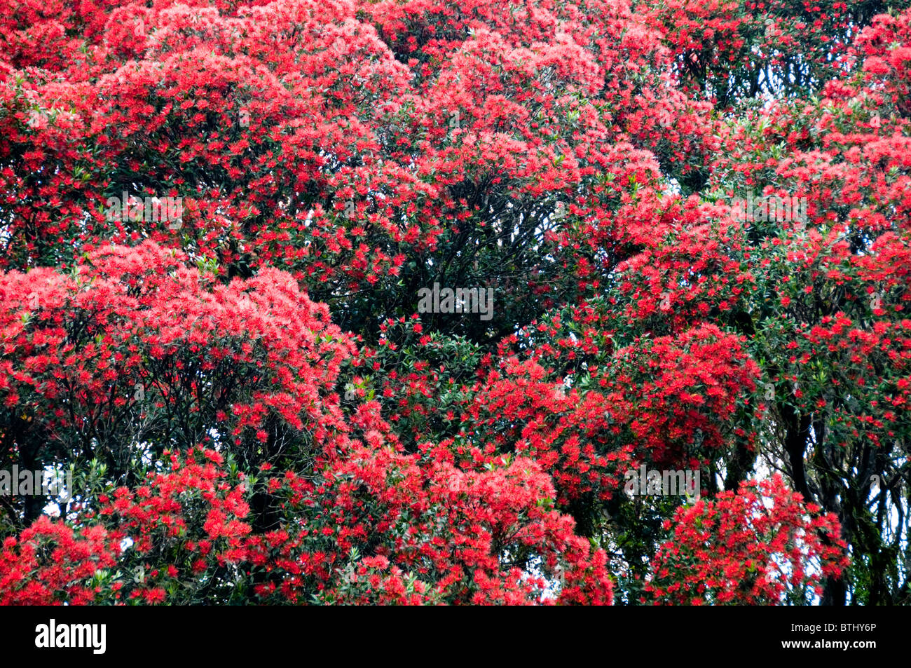 Rata Bäume, Waiho River, in der Nähe von Franz Josef, Westland-Nationalpark, Südinsel, Neuseeland Stockfoto