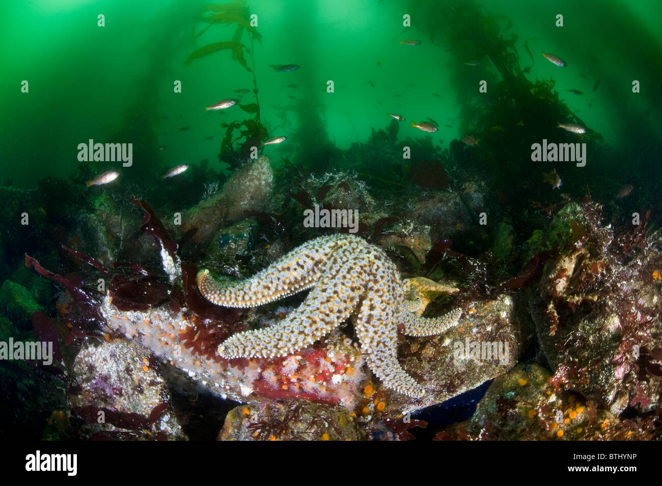 Juvenile Drachenköpfe schwimmen oben ein Riese Seastar, Pisaster Gigantea, kriechen über den felsigen Boden ein California Kelpwald. Stockfoto