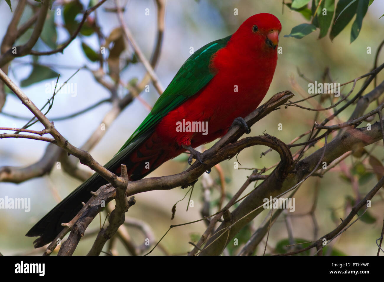 männliche King Parrot (Alisterus Scapularis) Stockfoto