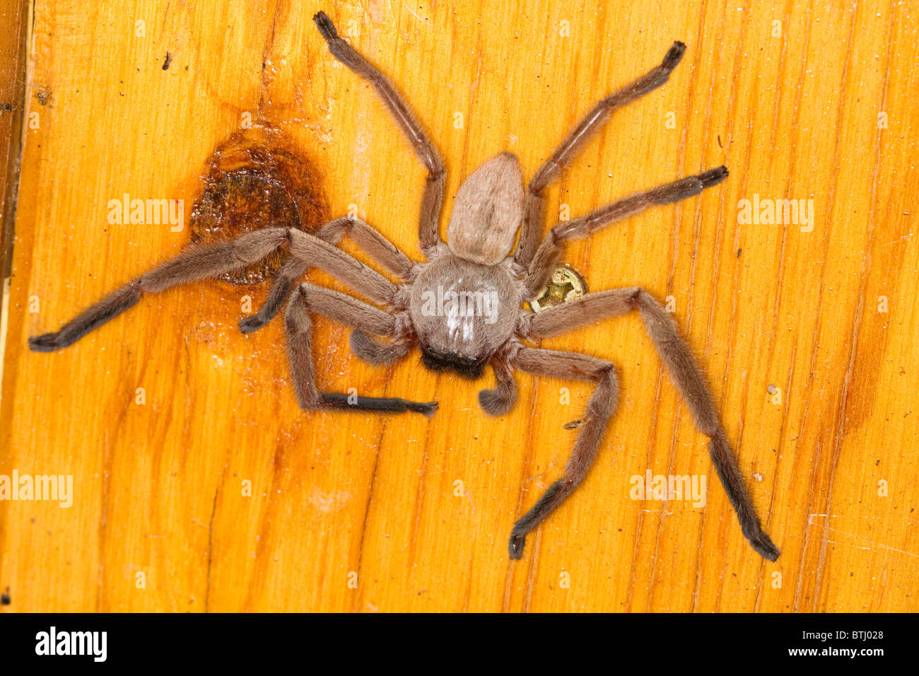 Soziale Huntsman Spinne (Delena Cancerides) sitzt auf einem hölzernen Türrahmen Stockfoto