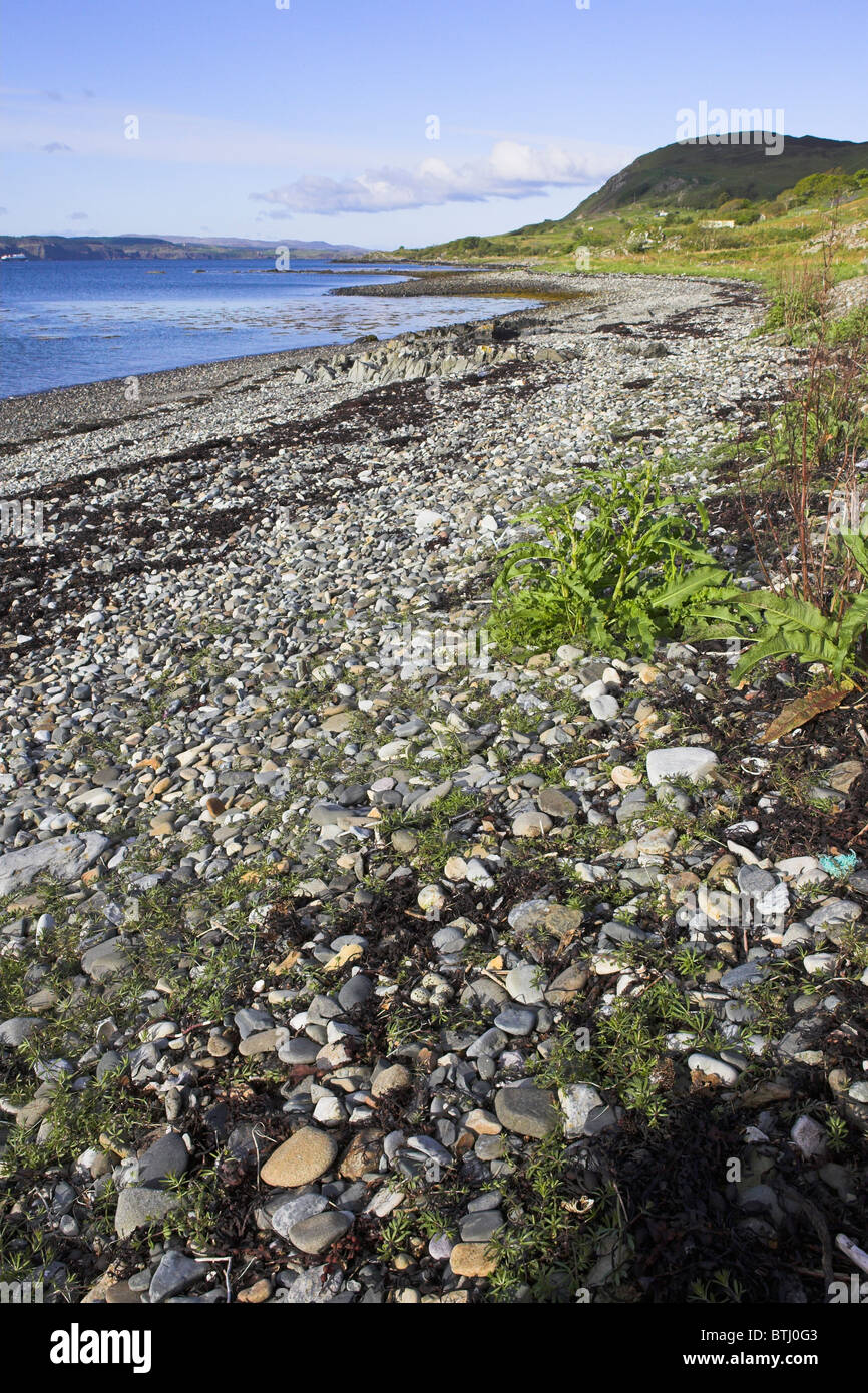 Flussregenpfeifer Plover Charadrius Hiaticula Nest mit 4 Eiern auf Kilchoan Strand, Ardnamurchan Halbinsel, Schottland im Mai. Stockfoto