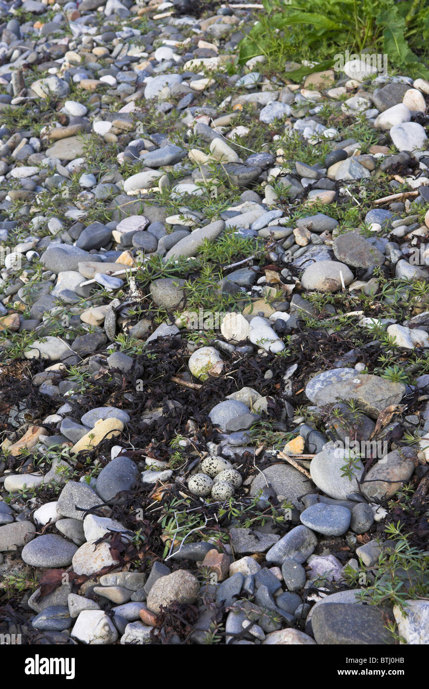 Flussregenpfeifer Plover Charadrius Hiaticula Nest mit 4 Eiern auf Kilchoan Strand, Ardnamurchan Halbinsel, Schottland im Mai. Stockfoto