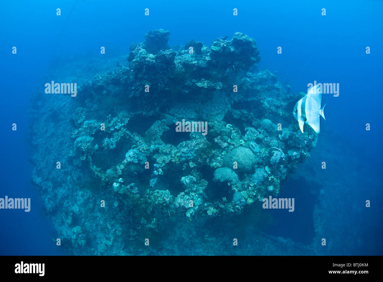 Ein Spadefish schwimmt über den Bogen-Gun, verkrustet von Meereslebewesen auf ein japanisches Schiff versenkt während des zweiten Weltkriegs in Palau. Stockfoto