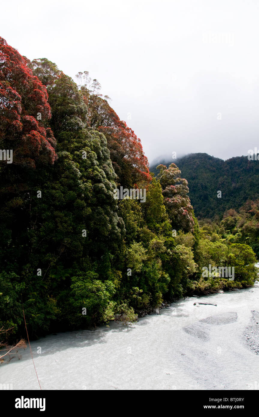Waiho River, Ranger, Holzfäller, Douglas Drehbrücke, Douglas Track, Westland Nationalpark Stockfoto