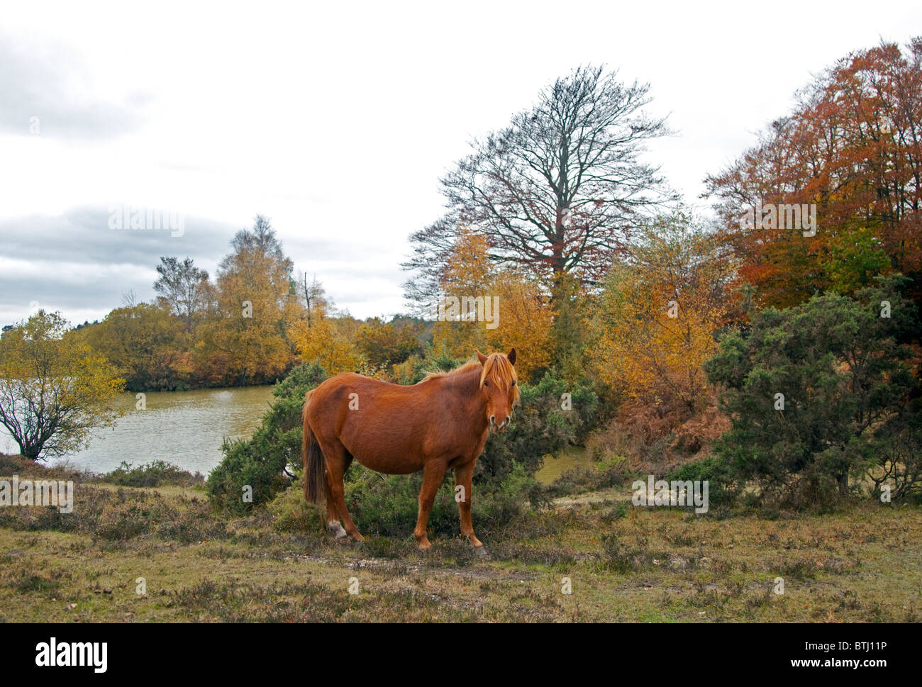 Pony an Cadman Pool, New Forest, Hampshire, England Stockfoto