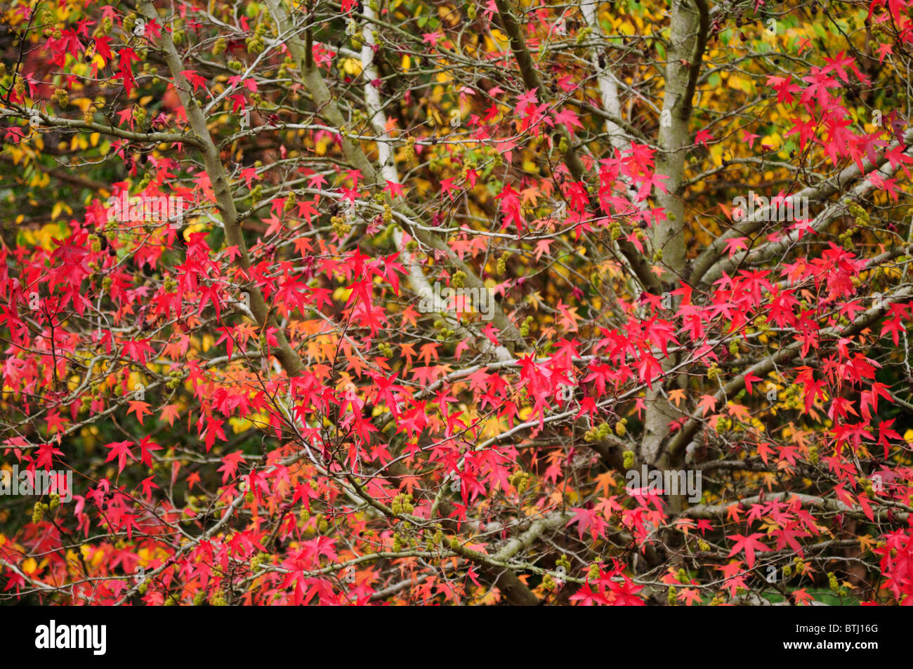 Herbst-Farbe an den Botanischen Garten, Cambridge, England, UK Stockfoto