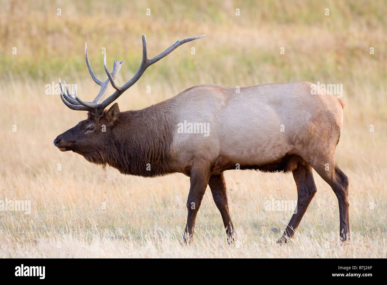 Bulle Elk mit gebrochenem Geweih aus dem Kampf Stockfoto