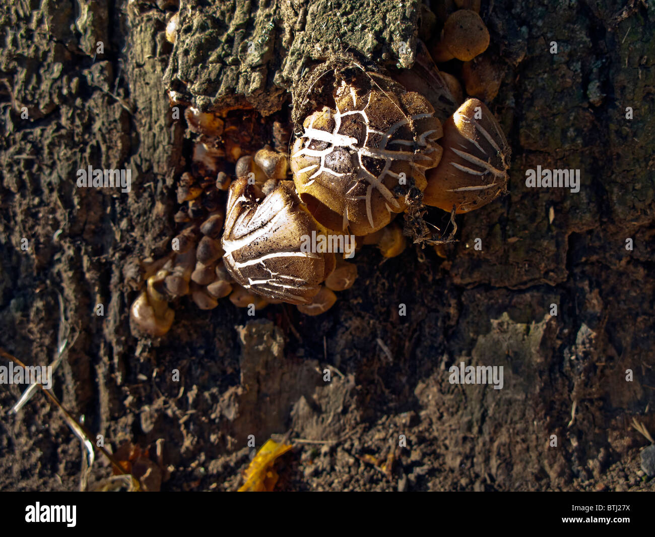 Pilz auf Eiche Stockfoto